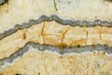 Mammoth Molar Slice With Case - South Carolina #349970-2